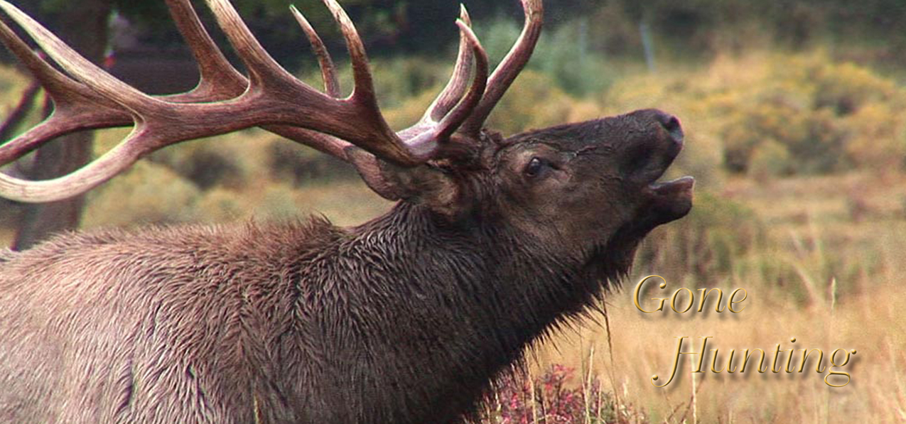 013 Gone Hunting (Elk )